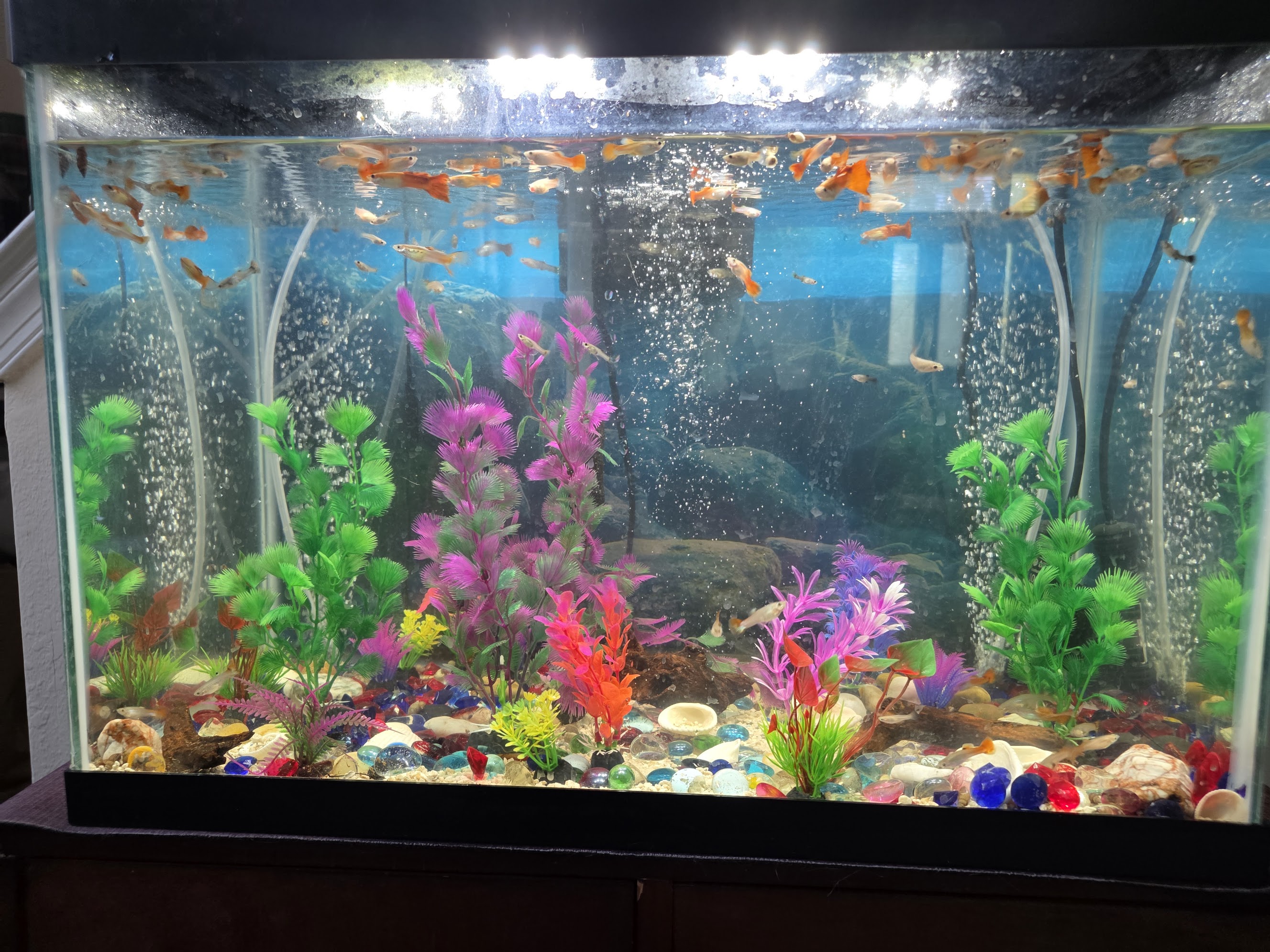 Live-style webcam view of a planted guppy aquarium